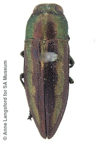 Melobasis gloriosa cruentata, SAMA 25-036647, male, holotype of M. puncticollis, adapted from original, CC BY NC SA 4.0, photo by Anne Langsford for SA Museum, 9.7 × 3.4 mm